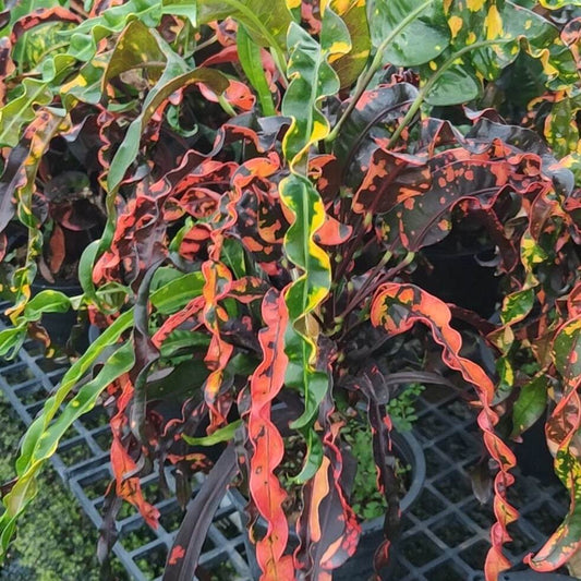 Croton INDIA DAENG
