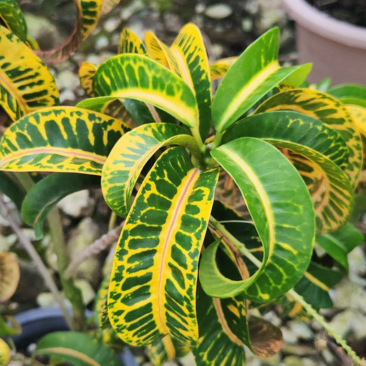 Croton KHAO GAE