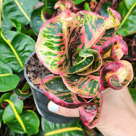 Croton PHAYA THAI