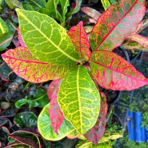Croton PRAGAI THONG
