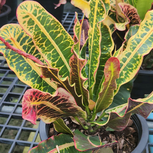 Croton SEDTHEE CHOM THONG