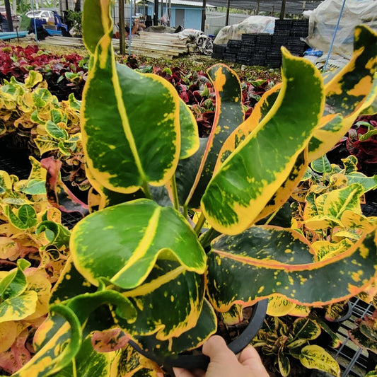 Croton THOSSAGAN