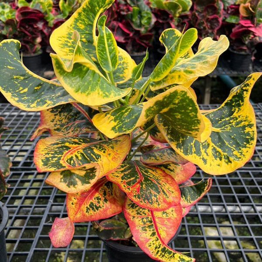 Croton GUMPHAGAN