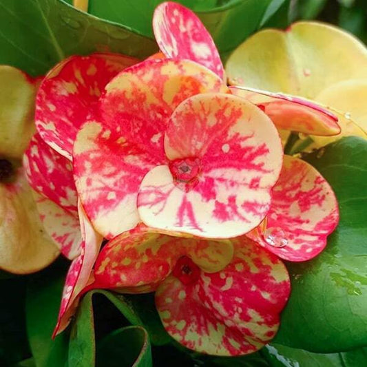 Euphorbia Milii GOLDEN BELL