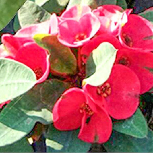 Euphorbia Milii KOR PETCH
