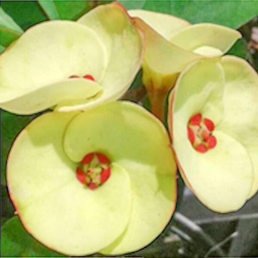 Euphorbia Milii PUTTA RAKSA