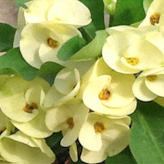 Euphorbia Milii RUAY IONFAH