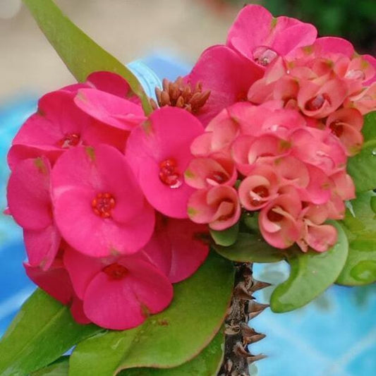Euphorbia Milii SIAM RUBY