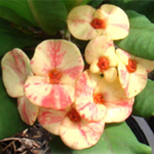 Euphorbia Milii SRI SANG THONG