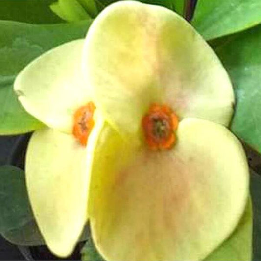 Euphorbia Milii THONG LAIMA
