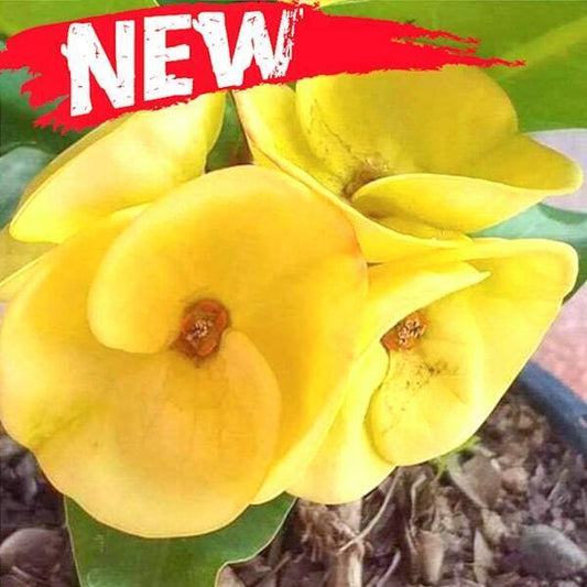 Euphorbia Milii THONG URAI