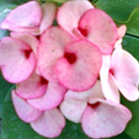 Euphorbia Milii YAD PETCH