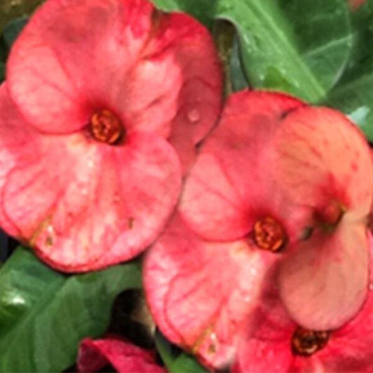 Euphorbia Milii YING RUAY