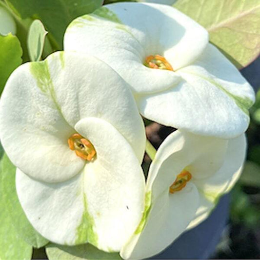 Euphorbia Milii YOK MANEE