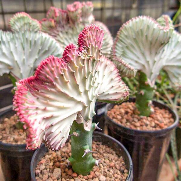 Euphorbia lactea cristata MIX
