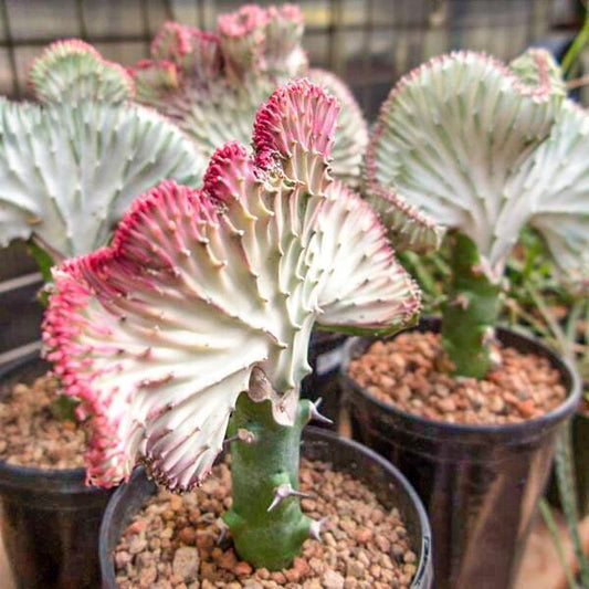Euphorbia lactea cristata MIX