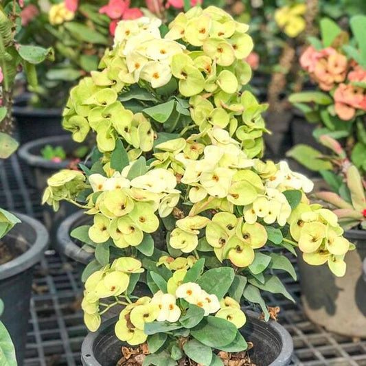 Euphorbia Milii LIMEADE