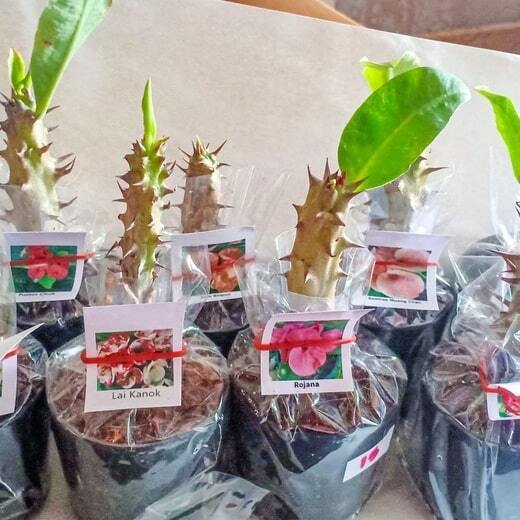 Euphorbia Milii - mix 10 ps