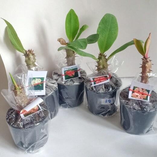 Euphorbia Milii - mix 5 ps