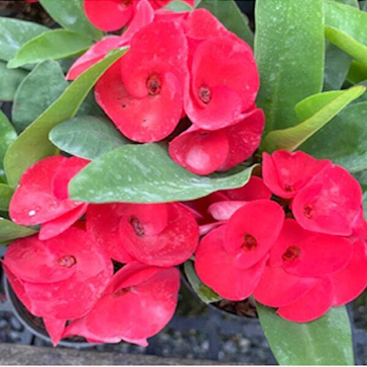 Euphorbia Milii SRI PRATUM
