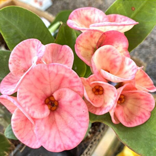 Euphorbia Milii KET MANEE