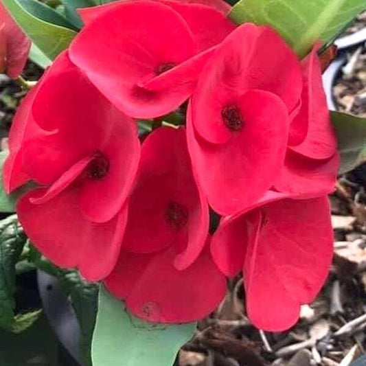 Euphorbia Milii DANG MONGKOL