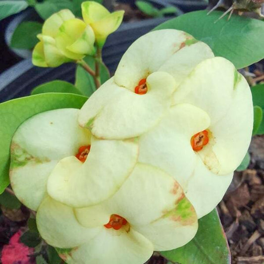 Euphorbia Milii UDOM THONG
