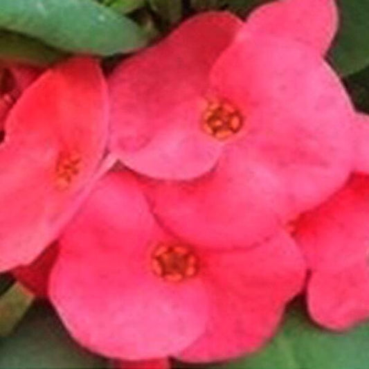 Euphorbia Milii THONG KON