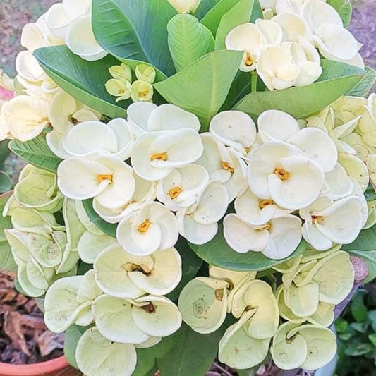 Euphorbia Milii UDOM SAB