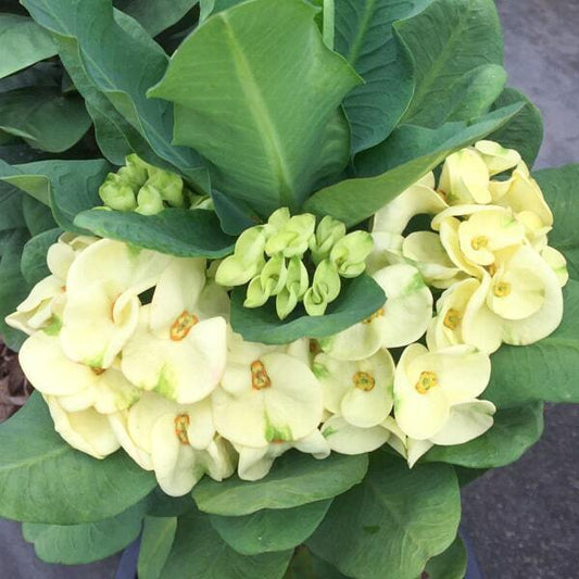 Euphorbia Milii MEE NGERN