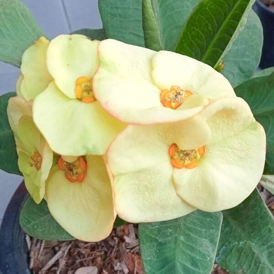 Euphorbia Milii MEE THONG