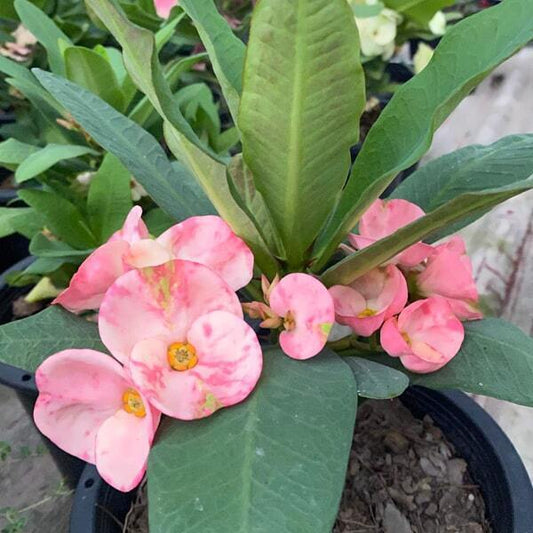 Euphorbia Milii NAKORN THAI