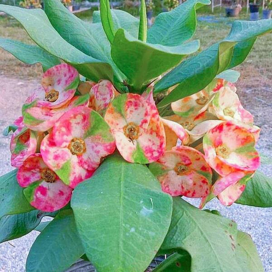 Euphorbia Milii MEE SUK