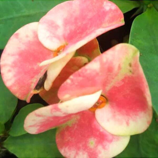 Euphorbia Milii PON CHITA