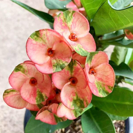 Euphorbia Milii PETCH ANG THONG