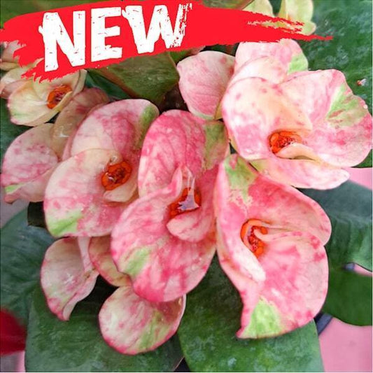 Euphorbia Milii PETCH PREWA