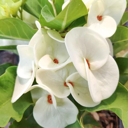 Euphorbia Milii TERM NGERN