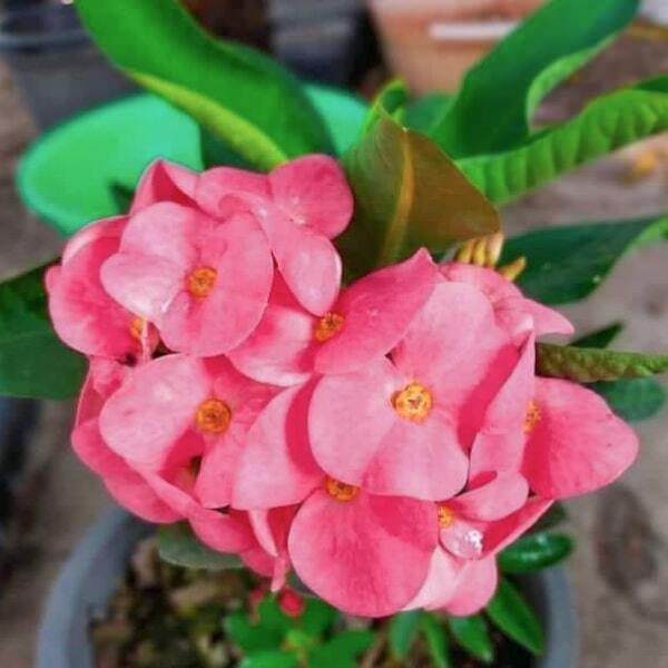Euphorbia Milii SAB FUENG FU