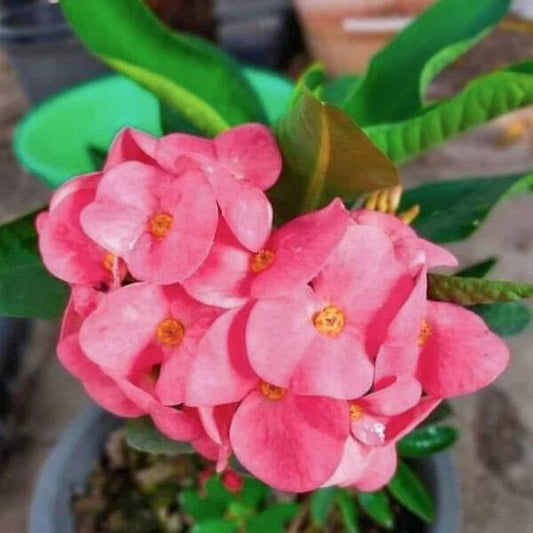 Euphorbia Milii SAB FUENG FU