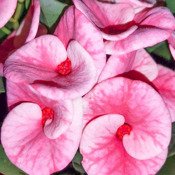 Euphorbia Milii ANG SU MARIN