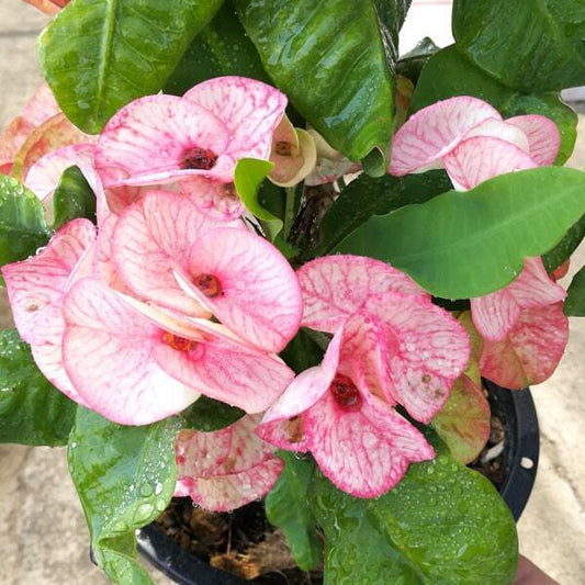 Euphorbia Milii PETCH SIAM NEW