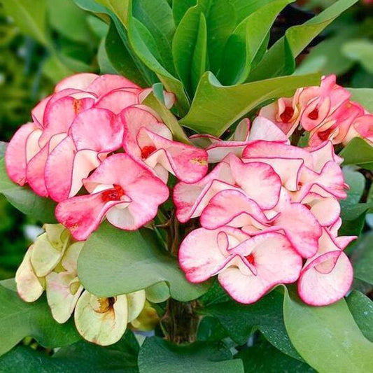 Euphorbia Milii THIDA DOI TUNG