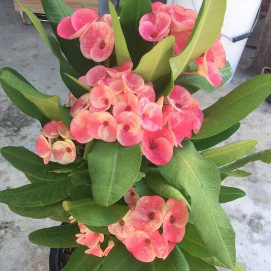 Euphorbia Milii DOUNG SEDTHEE