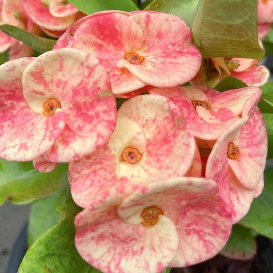 Euphorbia Milii BUSSARAKAM