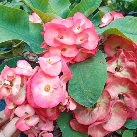 Euphorbia Milii TEB NAREE