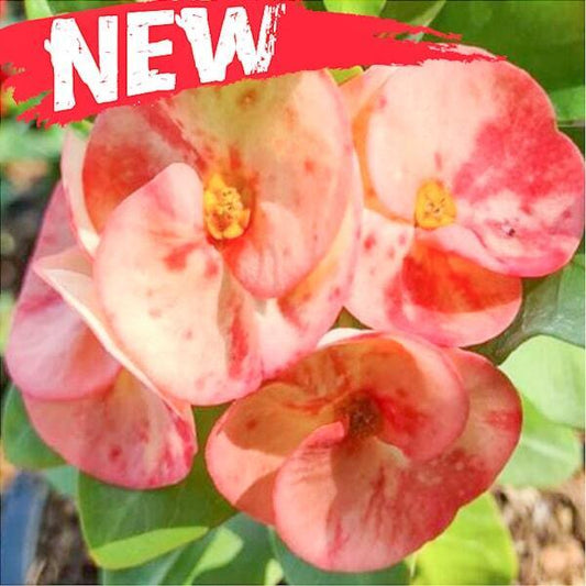 Euphorbia Milii SUK SOMBOON
