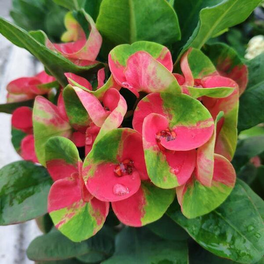 Euphorbia Milii SEDTHEE MEE CHOK