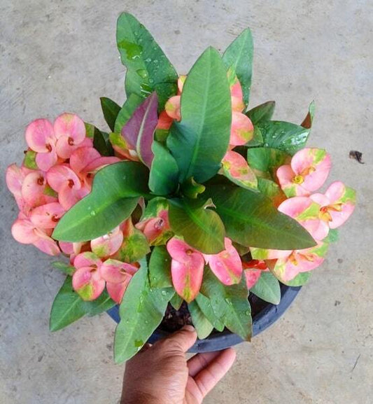 Euphorbia Milii 3 DIAMOND