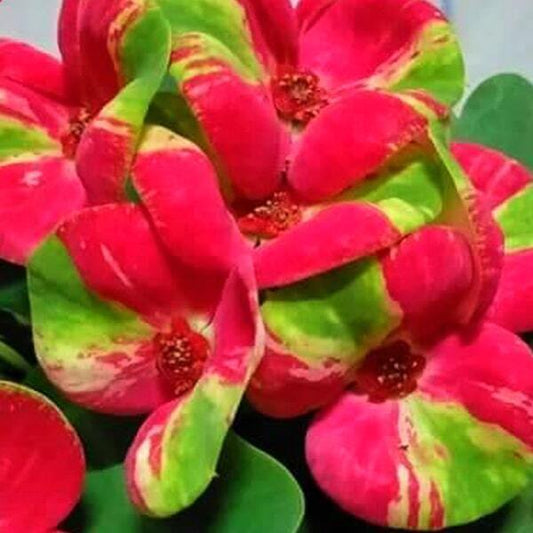 Euphorbia Milii RED BUTTERFLY