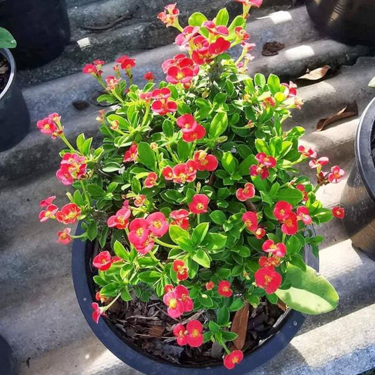 Euphorbia Milii dwarf ANG PAO